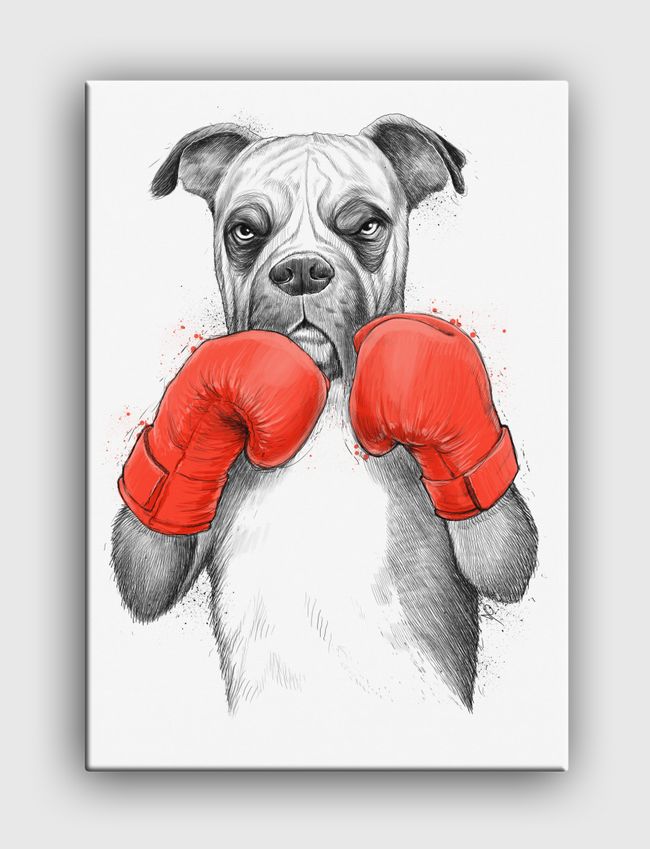 Boxer - Canvas